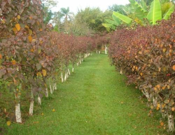Imagem Imóvel com 5 Quartos à Venda, 300 m² em Fazenda Velha - Cesário Lange Imagem Imóvel com 5 Quartos à Venda, 300 m² em Fazenda Velha - Cesário Lange