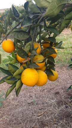Imagem Fazenda à Venda, 66 m² em Rural - Avaré