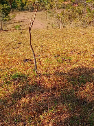 Imagem Fazenda à Venda, 12 m² em Zona Rural - Padre Bernardo Imagem Fazenda à Venda, 12 m² em Zona Rural - Padre Bernardo