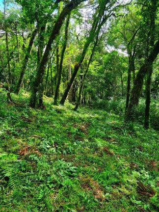Imagem Chácara com 1 Quarto à Venda, 6.050 m² em Jardim Bela Vista - Balsa Nova