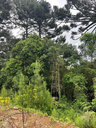 Imagem Terreno à Venda, 450 m² em Dutra - Gramado Imagem Terreno à Venda, 450 m² em Dutra - Gramado