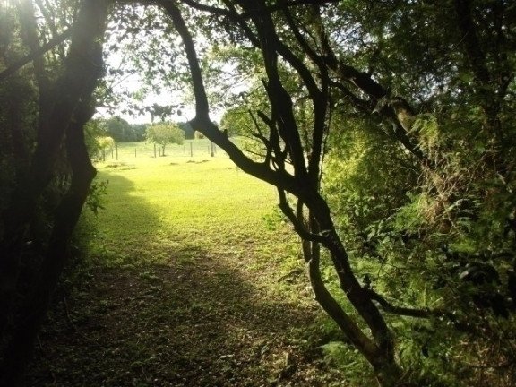 Imagem Chácara à Venda, 4.000 m² em águas Claras - Viamão