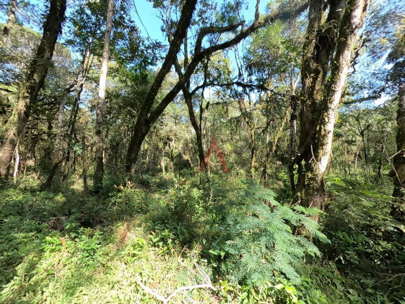Imagem Fazenda à Venda, 20.000 m² em Jordão - Guarapuava Imagem Fazenda à Venda, 20.000 m² em Jordão - Guarapuava