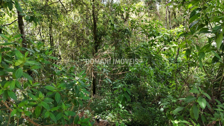 Imagem Terreno à Venda, 1.275 m² em Região Do Parque Pedra Do Baú - Campos Do Jordão Imagem Terreno à Venda, 1.275 m² em Região Do Parque Pedra Do Baú - Campos Do Jordão