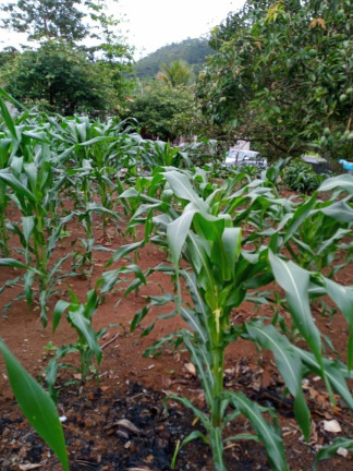 Imagem Imóvel à Venda, 1.400 m² em Boa Vista Dos Silva - Bragança Paulista Imagem Imóvel à Venda, 1.400 m² em Boa Vista Dos Silva - Bragança Paulista