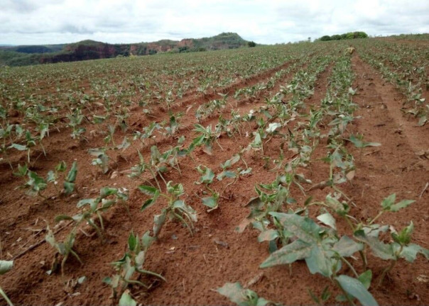 Imagem Fazenda à Venda, em Poxoréo Imagem Fazenda à Venda, em Poxoréo