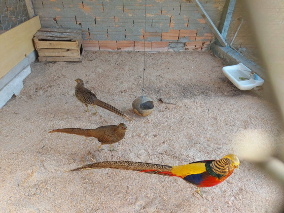 Chácara com 4 Quartos à Venda, 9 m² em Buquirinha - São José Dos Campos