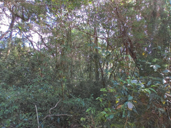 Imagem Terreno à Venda, 1.350 m² em águas Claras - Viamão