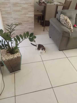 Imagem Apartamento com 2 Quartos à Venda, 43 m² em Jardim Guadalajara - Sorocaba