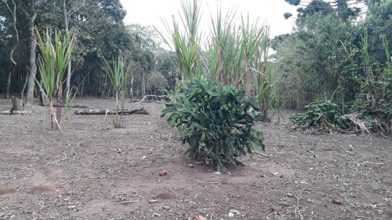 Imagem Imóvel à Venda, 500 m² em Vila Caputera - Mogi Das Cruzes