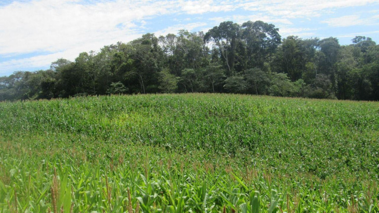 Imagem Terreno à Venda, 120.000 m² em Rural - Concórdia Imagem Terreno à Venda, 120.000 m² em Rural - Concórdia