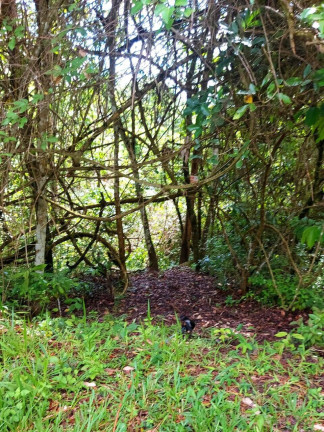Imagem Chácara com 3 Quartos à Venda, 240 m² em Zona Rural - Goiânia Imagem Chácara com 3 Quartos à Venda, 240 m² em Zona Rural - Goiânia