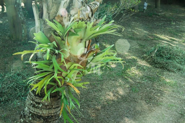 Imagem Imóvel com 3 Quartos à Venda, 5.400 m² em Chácaras Do Guacuri - Itupeva Imagem Imóvel com 3 Quartos à Venda, 5.400 m² em Chácaras Do Guacuri - Itupeva