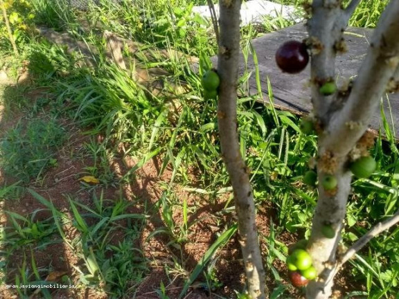 Imagem Chácara à Venda, em Bairro Da Capelinha - Cotia Imagem Chácara à Venda, em Bairro Da Capelinha - Cotia