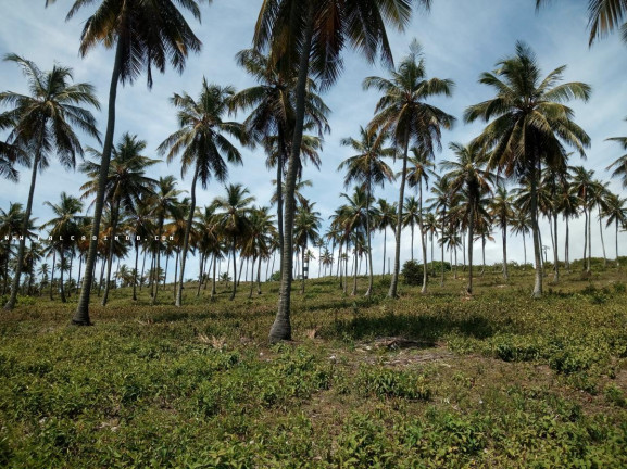 Imagem Terreno à Venda, 100.000 m² em Barra Do Itariri - Conde