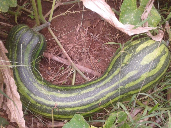 Imagem Chácara com 2 Quartos à Venda, 100 m² em Campos De Cunha - Silveiras
