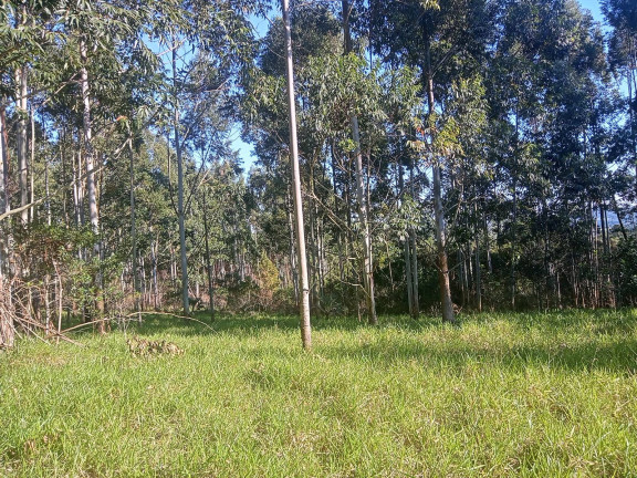 Imagem Chácara à Venda, 29.000 m² em Pimenta - Viamão
