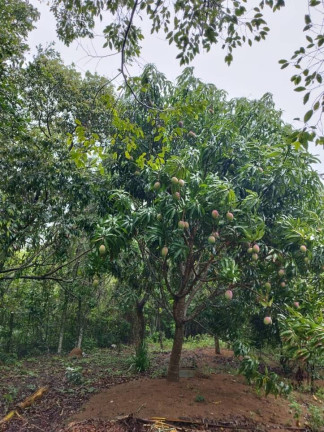 Imagem Chácara com 2 Quartos à Venda, 2.000 m² em Comunidade Urbana De Jaboticaba - Guarapari Imagem Chácara com 2 Quartos à Venda, 2.000 m² em Comunidade Urbana De Jaboticaba - Guarapari