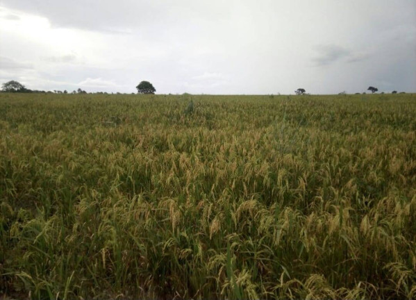 Imagem Fazenda à Venda, em Poxoréo Imagem Fazenda à Venda, em Poxoréo