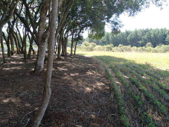 Imagem Terreno à Venda, 20.000 m² em Campo Largo Da Roseira - São José Dos Pinhais Imagem Terreno à Venda, 20.000 m² em Campo Largo Da Roseira - São José Dos Pinhais