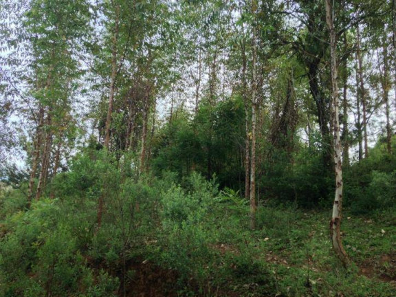 Imagem Terreno à Venda, 80 m² em Santa Felicidade - Curitiba