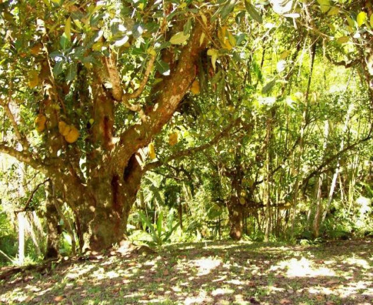 Imagem Imóvel com 4 Quartos à Venda, 68.000 m² em Centro - Morretes Imagem Imóvel com 4 Quartos à Venda, 68.000 m² em Centro - Morretes
