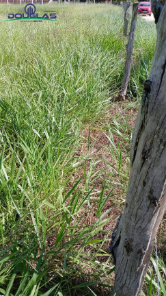 Imagem Terreno à Venda, 1.550 m² em águas Claras - Viamão