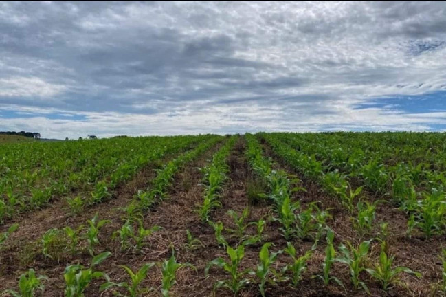 Imagem Fazenda à Venda, 104 m² em Localidade Azulega - Cambara Do Sul Imagem Fazenda à Venda, 104 m² em Localidade Azulega - Cambara Do Sul