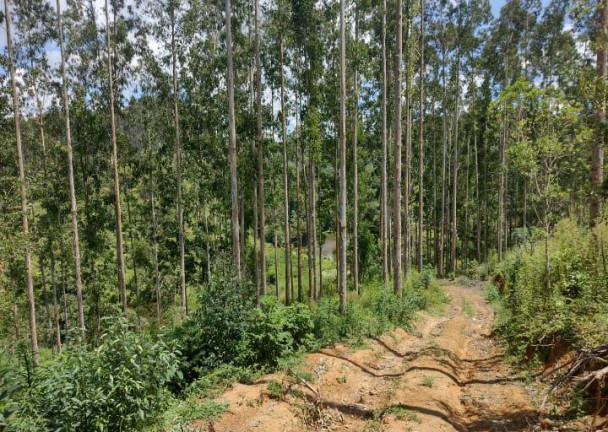 Imagem Imóvel à Venda, 72.600 m² em Ribeirão Do Tigre - Quatro Barras Imagem Imóvel à Venda, 72.600 m² em Ribeirão Do Tigre - Quatro Barras