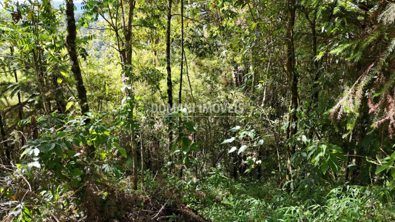 Imagem Terreno à Venda, 1.275 m² em Região Do Parque Pedra Do Baú - Campos Do Jordão Imagem Terreno à Venda, 1.275 m² em Região Do Parque Pedra Do Baú - Campos Do Jordão