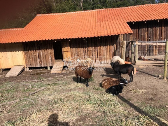 Imagem Imóvel com 4 Quartos à Venda,  em Arnópolis - Alfredo Wagner Sc