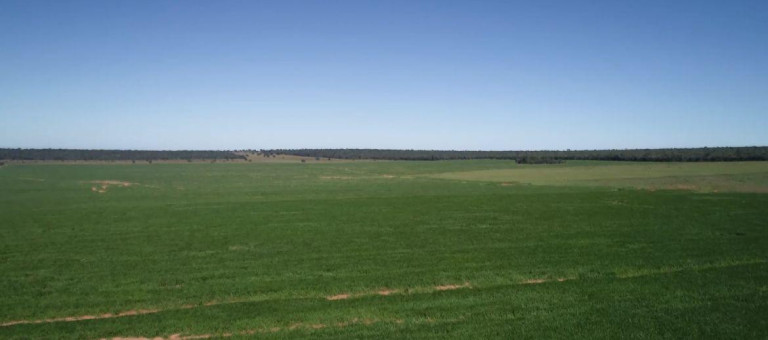 Imagem Fazenda à Venda, 8.100 m² em Rural - Chapadão Do Sul