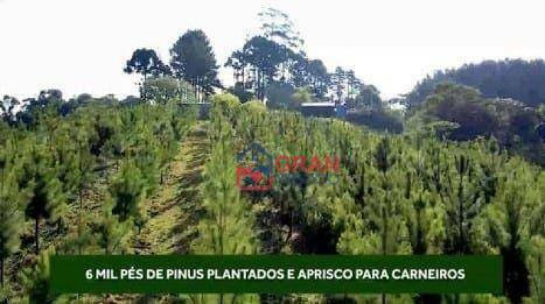 Imagem Chácara com 5 Quartos à Venda, 5.600 m² em Centro - Mandirituba