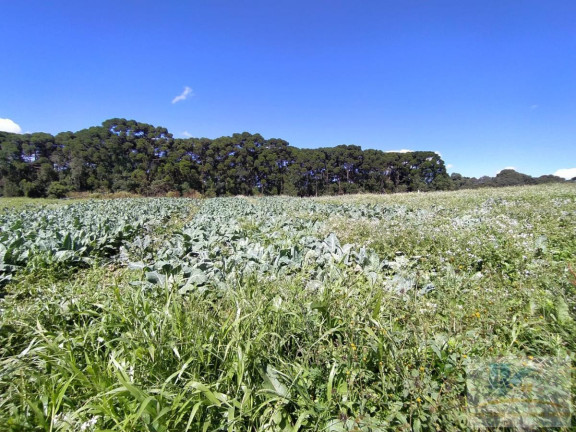 Imagem Terreno à Venda, 43.000 m² em Campo Largo Da Roseira - São José Dos Pinhais