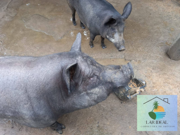 Imagem Chácara à Venda, 34 m² em Maraporã - Cachoeiras De Macacu Imagem Chácara à Venda, 34 m² em Maraporã - Cachoeiras De Macacu