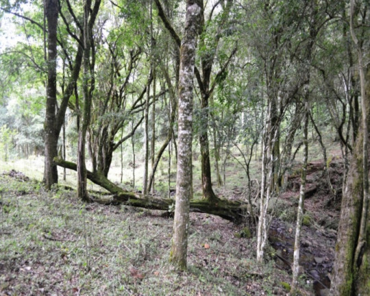 Imagem Imóvel à Venda, em Linha Imperial - Nova Petrópolis Imagem Imóvel à Venda, em Linha Imperial - Nova Petrópolis
