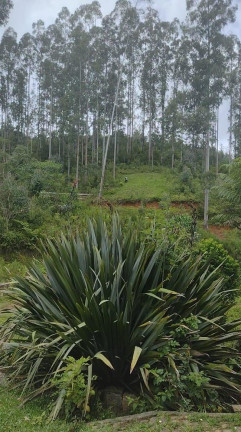 Imagem Imóvel à Venda, 72.600 m² em Ribeirão Do Tigre - Quatro Barras Imagem Imóvel à Venda, 72.600 m² em Ribeirão Do Tigre - Quatro Barras