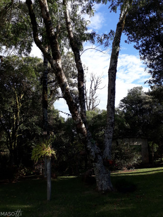 Imagem Chácara à Venda, 150 m² em Tapera Alta - Gramado Imagem Chácara à Venda, 150 m² em Tapera Alta - Gramado