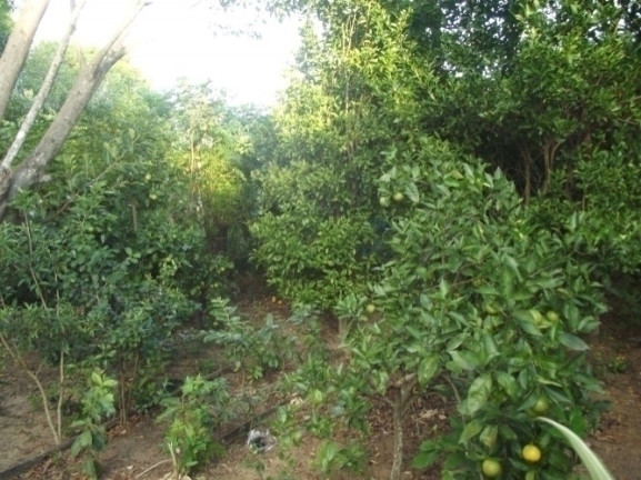 Imagem Casa com 4 Quartos à Venda, 2.000 m² em águas Claras - Viamão Imagem Casa com 4 Quartos à Venda, 2.000 m² em águas Claras - Viamão