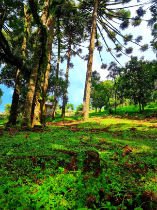 Imagem Chácara com 1 Quarto à Venda, 6.050 m² em Jardim Bela Vista - Balsa Nova