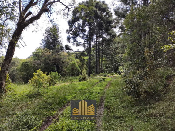 Imagem Fazenda à Venda, 5.000 m² em Linha 40 - Caxias Do Sul Imagem Fazenda à Venda, 5.000 m² em Linha 40 - Caxias Do Sul