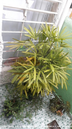 Imagem Casa com 4 Quartos à Venda, 319 m² em Jardim Eulalia - Taubaté Imagem Casa com 4 Quartos à Venda, 319 m² em Jardim Eulalia - Taubaté