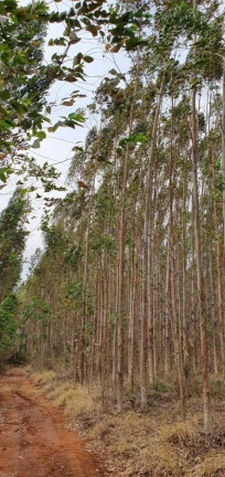 Imagem Chácara à Venda, 20.000 m² em Ponte Alta - Avaré