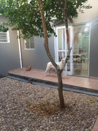 Imagem Casa com 1 Quarto à Venda, 380 m² em Jardim Excelsior - Sorocaba Imagem Casa com 1 Quarto à Venda, 380 m² em Jardim Excelsior - Sorocaba