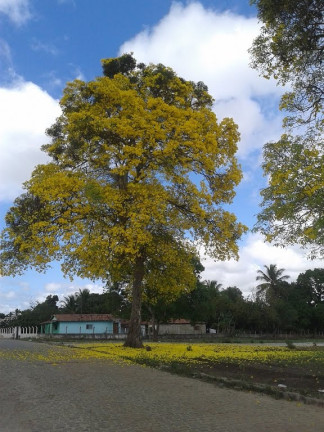 Imagem Terreno à Venda, 200 m² em Sertaozinho Canguaretama - Canguaretama