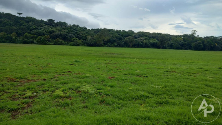 Imagem Terreno à Venda, 81.332 m² em Colônia Dona Luíza - Ponta Grossa