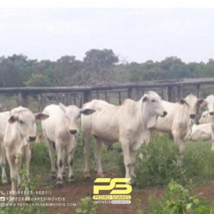 Imagem Fazenda à Venda, 100.000.000 m² em Centro - Santana Do Araguaia Imagem Fazenda à Venda, 100.000.000 m² em Centro - Santana Do Araguaia