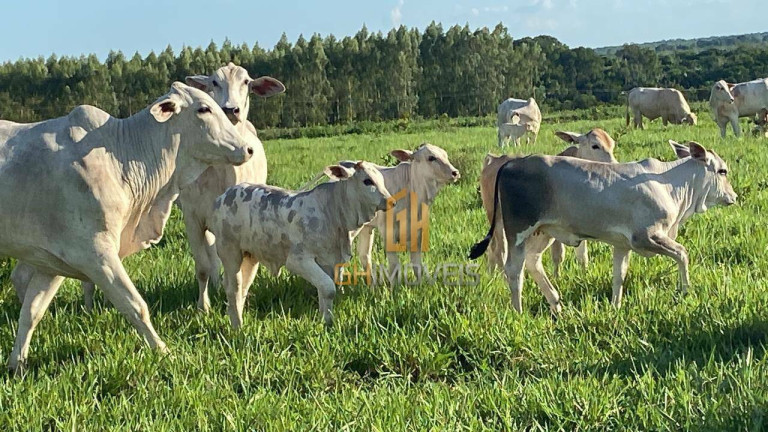 Imagem Fazenda à Venda, 4.017.000 m² em Assentamento - Ribeirão Cascalheira Imagem Fazenda à Venda, 4.017.000 m² em Assentamento - Ribeirão Cascalheira