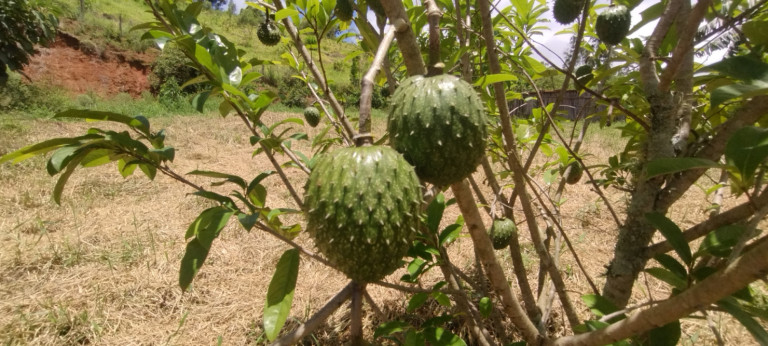 Imagem Chácara com 3 Quartos à Venda,  em Centro - São Luíz Do Paraitinga