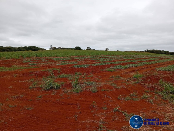Imagem Fazenda à Venda, 33 m² em Zona Rural - Caiapônia Imagem Fazenda à Venda, 33 m² em Zona Rural - Caiapônia